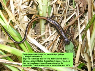 Rabilonga Anfibios | PPS