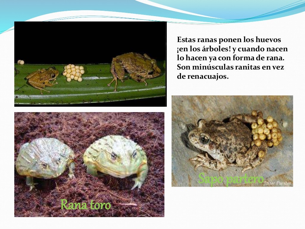 Reproduccion en Anfibios Reproduccion en Anfibios