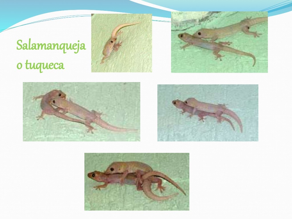 Reproduccion en Anfibios Reproduccion en Anfibios