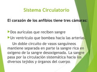 Sistema Circulatorio
El corazón de los anfibios tiene tres cámaras:
Dos aurículas que reciben sangre
Un ventrículo que bombea hacia las arterias.
Un doble circuito de vasos sanguíneos
mantiene separada en parte la sangre rica en
oxigeno de la sangre desoxigenada. La sangre
pasa por la circulación sistemática hacia los
diversos tejidos y órganos del cuerpo.
 