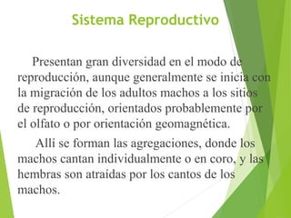 Sistema Reproductivo
Presentan gran diversidad en el modo de
reproducción, aunque generalmente se inicia con
la migración de los adultos machos a los sitios
de reproducción, orientados probablemente por
el olfato o por orientación geomagnética.
Allí se forman las agregaciones, donde los
machos cantan individualmente o en coro, y las
hembras son atraídas por los cantos de los
machos.
 