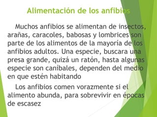 Alimentación de los anfibios
Muchos anfibios se alimentan de insectos,
arañas, caracoles, babosas y lombrices son
parte de los alimentos de la mayoría de los
anfibios adultos. Una especie, buscara una
presa grande, quizá un ratón, hasta algunas
especie son caníbales, dependen del medio
en que estén habitando
Los anfibios comen vorazmente si el
alimento abunda, para sobrevivir en épocas
de escasez
 