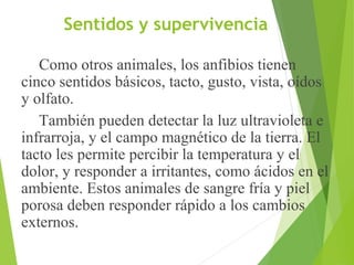 Sentidos y supervivencia
Como otros animales, los anfibios tienen
cinco sentidos básicos, tacto, gusto, vista, oídos
y olfato.
También pueden detectar la luz ultravioleta e
infrarroja, y el campo magnético de la tierra. El
tacto les permite percibir la temperatura y el
dolor, y responder a irritantes, como ácidos en el
ambiente. Estos animales de sangre fría y piel
porosa deben responder rápido a los cambios
externos.
 