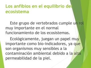 Los anfibios en el equilibrio del
ecosistema
Este grupo de vertebrados cumple un rol
muy importante en el normal
funcionamiento de los ecosistemas.
Ecológicamente, juegan un papel muy
importante como bio-indicadores, ya que
son organismos muy sensibles a la
contaminación ambiental debido a la alta
permeabilidad de la piel.
 
