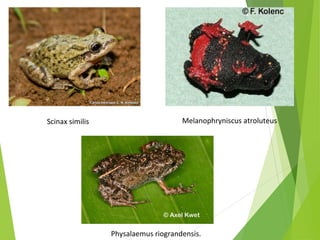 Scinax similis Melanophryniscus atroluteus
Physalaemus riograndensis.
 