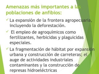 Amenazas más importantes a las
poblaciones de anfibios:
 La expansión de la frontera agropecuaria,
incluyendo la deforestación.
 El empleo de agroquímicos como
fertilizantes, herbicidas y plaguicidas
especiales.
 La fragmentación de hábitat por expansión
urbana y construcción de carreteras; el
auge de actividades industriales
contaminantes y la construcción de
represas hidroeléctricas
 