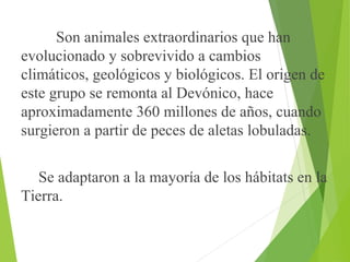 Son animales extraordinarios que han
evolucionado y sobrevivido a cambios
climáticos, geológicos y biológicos. El origen de
este grupo se remonta al Devónico, hace
aproximadamente 360 millones de años, cuando
surgieron a partir de peces de aletas lobuladas.
Se adaptaron a la mayoría de los hábitats en la
Tierra.
 