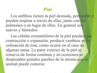 Piel
Los anfibios tienen la piel desnuda, permeable y
pueden respirar a través de ellas, junto con los
pulmones o en lugar de ellos. En general son
suaves y húmedos.
Las células cromatóforos de la piel pueden, por
contracción o expansión, producir cambios en la
coloración de ésta, como ocurre en el caso de
algunas ranas. La parte exterior de la piel se
renueva de forma continua y en ocasiones se
desprenden grandes parches de la misma que el
animal puede comerse.
 