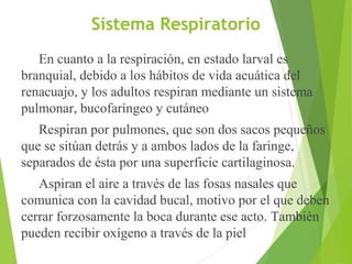 Sistema Respiratorio
En cuanto a la respiración, en estado larval es
branquial, debido a los hábitos de vida acuática del
renacuajo, y los adultos respiran mediante un sistema
pulmonar, bucofaríngeo y cutáneo
Respiran por pulmones, que son dos sacos pequeños
que se sitúan detrás y a ambos lados de la faringe,
separados de ésta por una superficie cartilaginosa.
Aspiran el aire a través de las fosas nasales que
comunica con la cavidad bucal, motivo por el que deben
cerrar forzosamente la boca durante ese acto. También
pueden recibir oxígeno a través de la piel
 