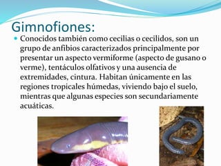 Gimnofiones: 
 Conocidos también como cecilias o cecilidos, son un 
grupo de anfibios caracterizados principalmente por 
presentar un aspecto vermiforme (aspecto de gusano o 
verme), tentáculos olfativos y una ausencia de 
extremidades, cintura. Habitan únicamente en las 
regiones tropicales húmedas, viviendo bajo el suelo, 
mientras que algunas especies son secundariamente 
acuáticas. 
