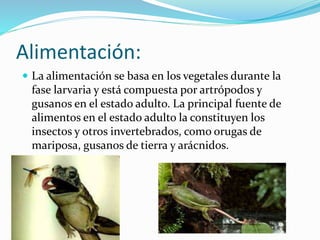 Alimentación: 
 La alimentación se basa en los vegetales durante la 
fase larvaria y está compuesta por artrópodos y 
gusanos en el estado adulto. La principal fuente de 
alimentos en el estado adulto la constituyen los 
insectos y otros invertebrados, como orugas de 
mariposa, gusanos de tierra y arácnidos. 
 