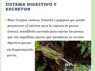 SISTEMA DIGESTIVO Y 
EXCRETOR 
 Boca: Lengua carnosa, húmeda y pegajosa que puede 
proyectarse al exterior para la captura de presas 
(ranas), mandíbula aserrada para sujetar las presas 
que son engullidas puesto que introducen en su tubo 
digestivo presas 
sin fragmentación 
previa. 
 