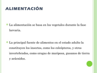 ALIMENTACIÓN 
 La alimentación se basa en los vegetales durante la fase 
larvaria. 
 La principal fuente de alimentos en el estado adulto la 
constituyen los insectos, como los coleópteros, y otros 
invertebrados, como orugas de mariposa, gusanos de tierra 
y arácnidos. 
 