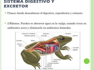 SISTEMA DIGESTIVO Y 
EXCRETOR 
 Cloaca: donde desembocan el digestivo, reproductor y urinario. 
 2 Riñones. Pueden re absorver agua en la vejiga, cuando viven en 
ambientes secos y eliminarla en ambientes húmedos 
 
