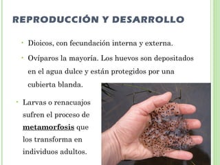 REPRODUCCIÓN Y DESARROLLO 
• Dioicos, con fecundación interna y externa. 
• Ovíparos la mayoría. Los huevos son depositados 
en el agua dulce y están protegidos por una 
cubierta blanda. 
• Larvas o renacuajos 
sufren el proceso de 
metamorfosis que 
los transforma en 
individuos adultos. 
 