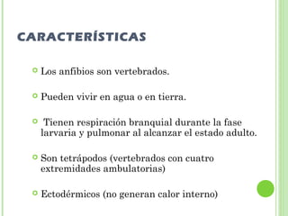 CARACTERÍSTICAS 
 Los anfibios son vertebrados. 
 Pueden vivir en agua o en tierra. 
 Tienen respiración branquial durante la fase 
larvaria y pulmonar al alcanzar el estado adulto. 
 Son tetrápodos (vertebrados con cuatro 
extremidades ambulatorias) 
 Ectodérmicos (no generan calor interno) 
 