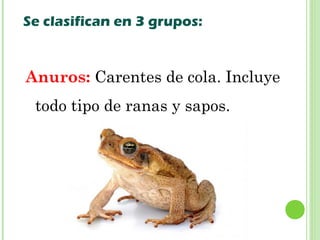 Se clasifican en 3 grupos: 
Anuros: Carentes de cola. Incluye 
todo tipo de ranas y sapos. 
 