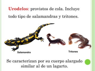 Urodelos: provistos de cola. Incluye 
todo tipo de salamandras y tritones. 
Salamandra Tritones 
Se caracterizan por su cuerpo alargado 
similar al de un lagarto. 
 