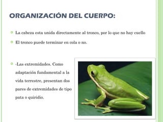 ORGANIZACIÓN DEL CUERPO: 
 La cabeza esta unida directamente al tronco, por lo que no hay cuello 
 El tronco puede terminar en cola o no. 
 -Las extremidades. Como 
adaptación fundamental a la 
vida terrestre, presentan dos 
pares de extremidades de tipo 
pata o quiridio. 
 