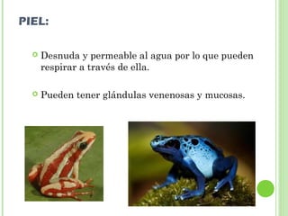 PIEL: 
 Desnuda y permeable al agua por lo que pueden 
respirar a través de ella. 
 Pueden tener glándulas venenosas y mucosas. 
 