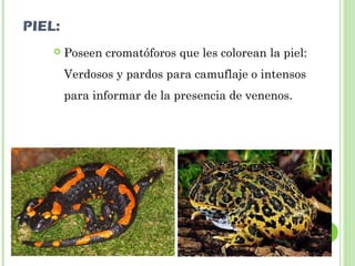 PIEL: 
 Poseen cromatóforos que les colorean la piel: 
Verdosos y pardos para camuflaje o intensos 
para informar de la presencia de venenos. 
 