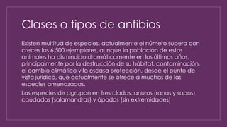 Clases o tipos de anfibios
Existen multitud de especies, actualmente el número supera con
creces los 6.500 ejemplares, aunque la población de estos
animales ha disminuido dramáticamente en los últimos años,
principalmente por la destrucción de su hábitat, contaminación,
el cambio climático y la escasa protección, desde el punto de
vista jurídico, que actualmente se ofrece a muchas de las
especies amenazadas.
Las especies de agrupan en tres clados, anuros (ranas y sapos),
caudados (salamandras) y ápodos (sin extremidades)
 