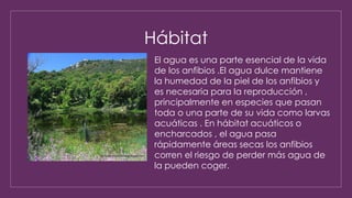 Hábitat
El agua es una parte esencial de la vida
de los anfibios .El agua dulce mantiene
la humedad de la piel de los anfibios y
es necesaria para la reproducción ,
principalmente en especies que pasan
toda o una parte de su vida como larvas
acuáticas . En hábitat acuáticos o
encharcados , el agua pasa
rápidamente áreas secas los anfibios
corren el riesgo de perder más agua de
la pueden coger.
 