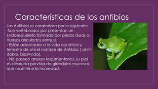 Características de los anfibios
Los Anfibios se caraterizan por lo siguiente:
-Son vertebrados por presentan un
Endoesqueleto formado por piezas duras o
Huesos ariculados entre si.
- Estàn adaptados a la vida acuàtica y
terrestre de ahi el nombre de Anfibios ( anfi=
doble, bios=vida).
- No poseen anexos tegumentarios, su piel
es desnuda porvista de glàndulas mucosas
que mantiene la humedad.
 