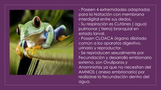 - Poseen 4 extremidades adaptadas
para la Nataciòn con membrana
interdigital entre sus dedos.
- Su respiraciòn es Cutànes ( agua)
pulmonar ( tierra) branquial en
estado larval.
- Possen CLOACA òrgano dilatado
comùn a los aparatos digestivo,
urinario y reproductor.
- Se reproducen sexualmente por
Fecundaciòn y desarrollo embionario
externo, son Ovulìparos y
Anamniotas ya que no necesitan del
AMNIOS ( anexo embrionario) por
realizarse la fecundaciòn dentro del
agua.
 