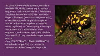- La circulaciòn es doble, vascular, cerrada e
INCOMPLETA, doble porque hay 2 circuitos
sanguìneos la circulaciòn Menor o Pulmonar (
corazòn-pulmones-corazòn) y la circulaciòn
Mayor o Sistèmica ( corazòn- cuerpo-corazòn),
es vascular porque la sangre circula por el
interior de los vasos sanguìneos ( arterias,
venas, capilares), es Cerrada porque la sangre
nunca se escapa o abandona los vasos
sanguìneos, es Incompleta porque a nivel del
ùnico ventrìculo hay mezcla de sangre venosa y
arterial.
- Son PECILOTERMOS o POIQUILOTERMOS (
animales de sangre frìa) por carecer de
mecanismos de termorregulaciòn propia.
 