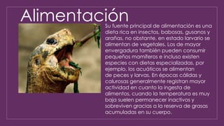 AlimentaciónSu fuente principal de alimentación es una
dieta rica en insectos, babosas, gusanos y
arañas, no obstante, en estado larvario se
alimentan de vegetales. Los de mayor
envergadura también pueden consumir
pequeños mamíferos e incluso existen
especies con dietas especializadas, por
ejemplo, los acuáticos se alimentan
de peces y larvas. En épocas cálidas y
calurosas generalmente registran mayor
actividad en cuanto la ingesta de
alimentos, cuando la temperatura es muy
baja suelen permanecer inactivos y
sobreviven gracias a la reserva de grasas
acumuladas en su cuerpo.
 