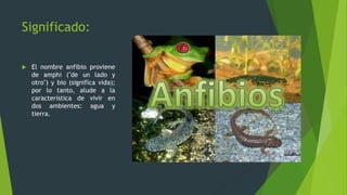 Significado:
 El nombre anfibio proviene
de amphi ("de un lado y
otro") y bio (significa vida);
por lo tanto, alude a la
característica de vivir en
dos ambientes: agua y
tierra.
 