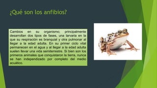 ¿Qué son los anfibios?
Cambios en su organismo; principalmente
desarrollan dos tipos de fases, una larvaria en la
que su respiración es branquial y otra pulmonar al
llegar a la edad adulta. En su primer ciclo vital
permanecen en el agua y al llegar a la edad adulta
suelen llevar una vida semiterrestre. Si bien son los
primeros animales que conquistaron la tierra, nunca
se han independizado por completo del medio
acuático.
 