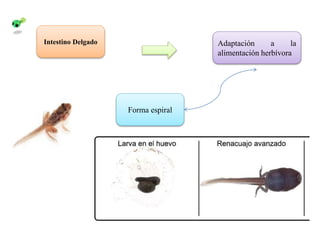 Intestino Delgado Adaptación a la
alimentación herbívora
Forma espiral
 