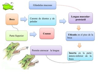 Boca Carente de dientes y de
paladar
Coanas
Lengua muscular-
protráctil
Parte Superior Ubicada en el piso de la
boca
Permite enroscar la lengua
Inserta en la parte
ántero-inferior de la
boca
Glándulas mucosas
 