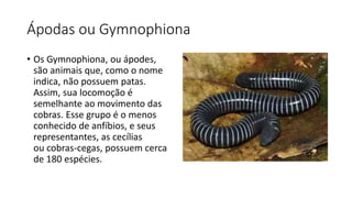 Ápodas ou Gymnophiona
• Os Gymnophiona, ou ápodes,
são animais que, como o nome
indica, não possuem patas.
Assim, sua locomoção é
semelhante ao movimento das
cobras. Esse grupo é o menos
conhecido de anfíbios, e seus
representantes, as cecílias
ou cobras-cegas, possuem cerca
de 180 espécies.
 