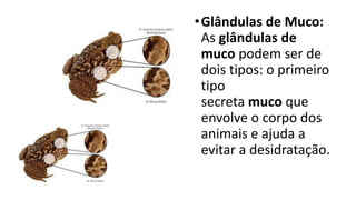 •Glândulas de Muco:
As glândulas de
muco podem ser de
dois tipos: o primeiro
tipo
secreta muco que
envolve o corpo dos
animais e ajuda a
evitar a desidratação.
 