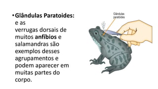 •Glândulas Paratoides:
e as
verrugas dorsais de
muitos anfíbios e
salamandras são
exemplos desses
agrupamentos e
podem aparecer em
muitas partes do
corpo.
 