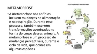 METAMORFOSE
• A metamorfose nos anfíbios
incluem mudanças na alimentação
e na respiração. Durante esse
processo, também ocorrem
transformações acentuadas na
forma do corpo desses animais. A
metamorfose é um processo de
mudanças perceptíveis, durante o
ciclo de vida, que ocorre em
algumas espécies
 