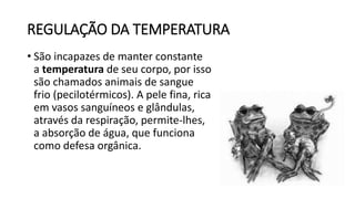 REGULAÇÃO DA TEMPERATURA
• São incapazes de manter constante
a temperatura de seu corpo, por isso
são chamados animais de sangue
frio (pecilotérmicos). A pele fina, rica
em vasos sanguíneos e glândulas,
através da respiração, permite-lhes,
a absorção de água, que funciona
como defesa orgânica.
 