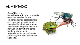 ALIMENTAÇÃO
• Os anfíbios tem
uma alimentação que na maioria
dos casos envolve insetos,
embora algumas espécies mais
ágeis se alimentem de outros
animais além dos insetos, esses
animais têm a capacidade tanto
de viver em terra firme como
também conseguem
tranquilamente sobrevivem em
locais alagados sem perder sua
agilidade.
 