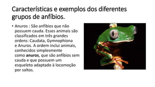 Características e exemplos dos diferentes
grupos de anfíbios.
• Anuros : São anfíbios que não
possuem cauda. Esses animais são
classificados em três grandes
ordens: Caudata, Gymnophiona
e Anuros. A ordem inclui animais,
conhecidos simplesmente
como anuros, que são anfíbios sem
cauda e que possuem um
esqueleto adaptado à locomoção
por saltos.
 