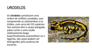 URODELOS
Os Urodelos constituem uma
ordem de anfíbios caudados, que
compreende as salamandras e os
tritões, com cerca de 515 espécies.
Tais animais têm o corpo alongado,
patas curtas e uma cauda
relativamente longa.
Superficialmente assemelham-se a
lagartos, dos quais podem ser
distinguidos pela ausência de
escamas.
 
