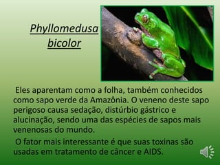 Phyllomedusa
bicolor
Eles aparentam como a folha, também conhecidos
como sapo verde da Amazônia. O veneno deste sapo
perigoso causa sedação, distúrbio gástrico e
alucinação, sendo uma das espécies de sapos mais
venenosas do mundo.
O fator mais interessante é que suas toxinas são
usadas em tratamento de câncer e AIDS.
 