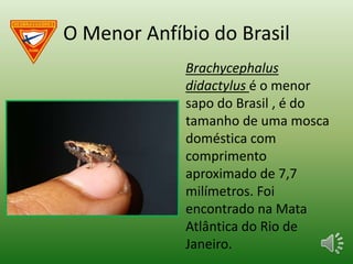 O Menor Anfíbio do Brasil
Brachycephalus
didactylus é o menor
sapo do Brasil , é do
tamanho de uma mosca
doméstica com
comprimento
aproximado de 7,7
milímetros. Foi
encontrado na Mata
Atlântica do Rio de
Janeiro.
 