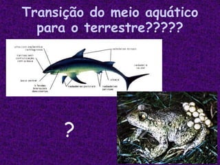 Transição do meio aquático
para o terrestre?????
?