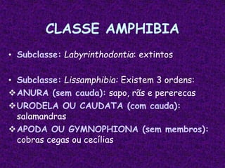CLASSE AMPHIBIA
• Subclasse: Labyrinthodontia: extintos
• Subclasse: Lissamphibia: Existem 3 ordens:
ANURA (sem cauda): sapo, rãs e pererecas
URODELA OU CAUDATA (com cauda):
salamandras
APODA OU GYMNOPHIONA (sem membros):
cobras cegas ou cecílias