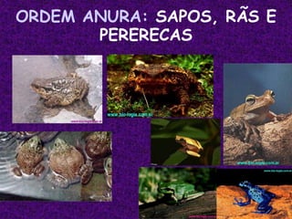 ORDEM ANURA: SAPOS, RÃS E
PERERECAS