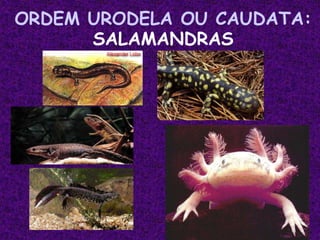 ORDEM URODELA OU CAUDATA:
SALAMANDRAS