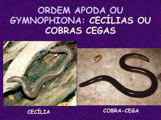 ORDEM APODA OU
GYMNOPHIONA: CECÍLIAS OU
COBRAS CEGAS
CECÍLIA COBRA-CEGA